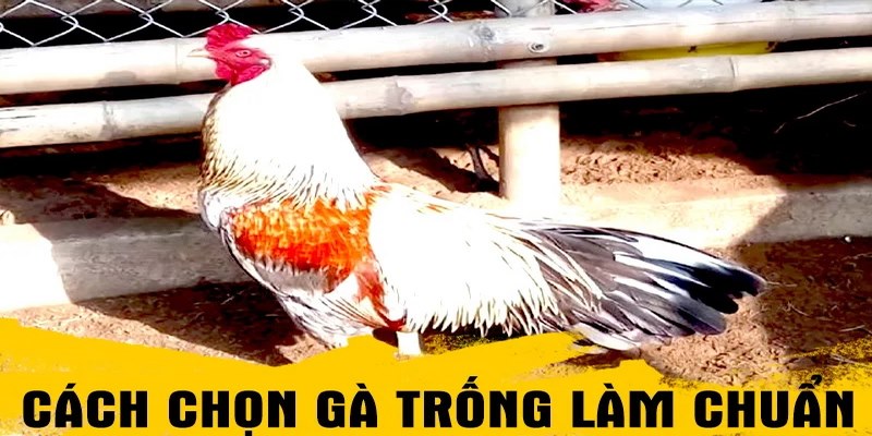 Chia sẻ cách chọn gà trống giống chuẩn như cao thủ