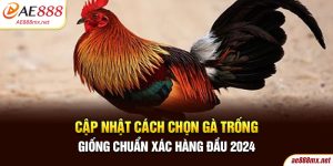 Cập Nhật Cách Chọn Gà Trống Giống Chuẩn Xác Hàng Đầu 2024