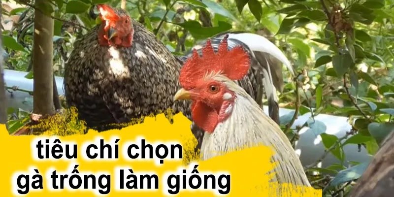 Tiêu chí chọn gà trống giống