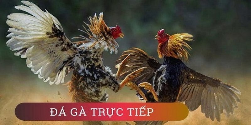 Lưu ý quan trọng khi coi đá gà trường Thomo