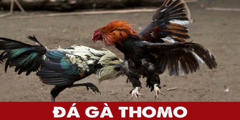 Đôi nét về đá gà Thomo